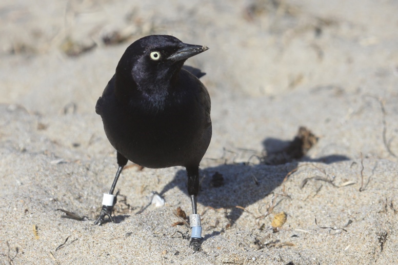 Brewer's Blackbird 